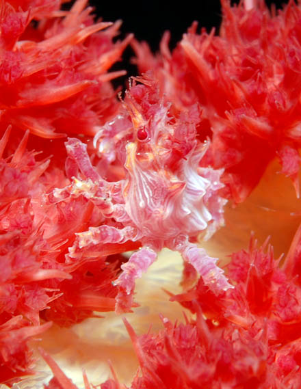 35 Softcoral Crab.jpg